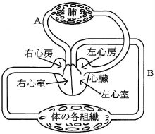 血液循環の模式図