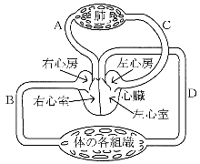 血液循環の経路図